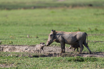 Mother warthog with babies in Ngorongoro crater