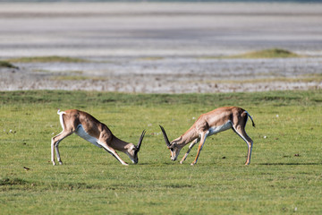 Two male impala fighting (playing) with their horn