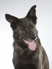 Dark and big dog in a studio.