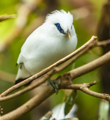 Bali myna bird