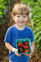 adorable toddler boy picking strawberries on farm during spring day