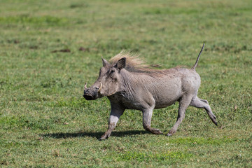 Warthog running on grass