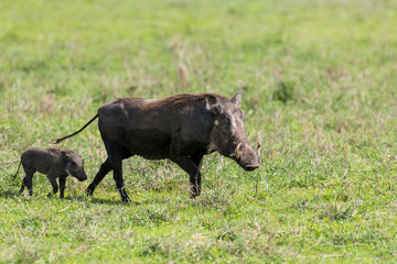 Warthog with baby walking behind