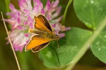 European Skipper
