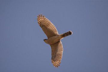 Cooper's Hawk