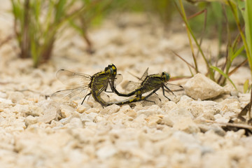 Midland Clubtails