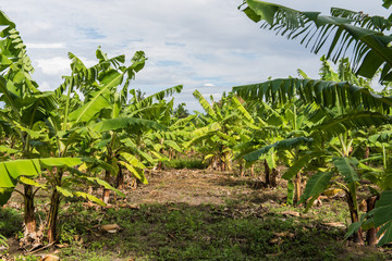 Banana farming area