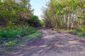 Fototapeta premium Forest dirt road in summer. Forest landscape