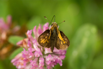 Peck's Skipper