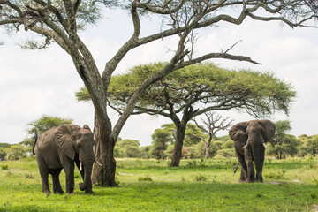 Fototapeta na wymiar Elephants in Tarangire reserve, Tanzania