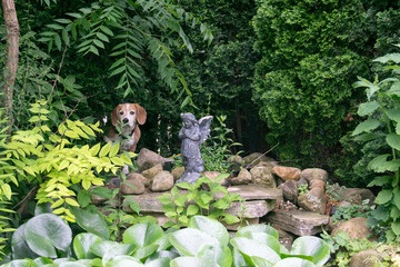 Beagle exploring the grounds