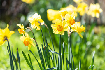 daffodil's