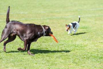 Dogs playing