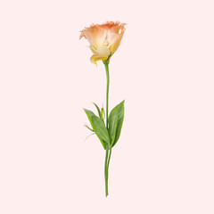 A gentle pink flower, eustoma. Isolated. Pink background.