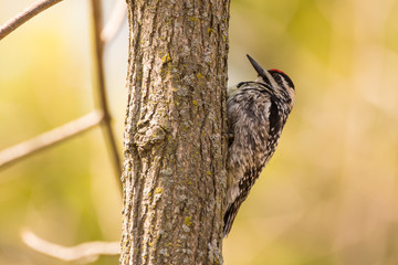 Yellow-bellied Sapsucker