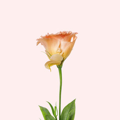 A gentle pink flower, eustoma. Isolated. Pink background.