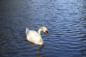Obraz premium Weißer Schwan schwimmt auf einem See und präsentiert sich edel