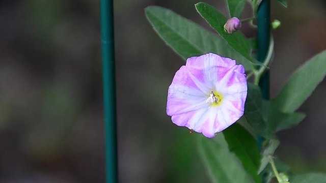 Convolvulus arvensis, field bindweed, flower, pink