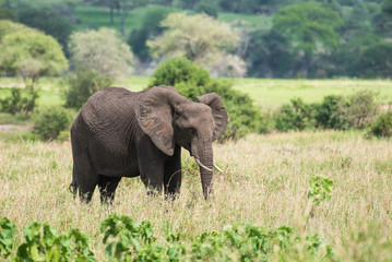 Naklejka na ściany i meble Young african elephant