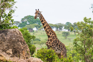 Giraffe during rain in Tarangire reserve