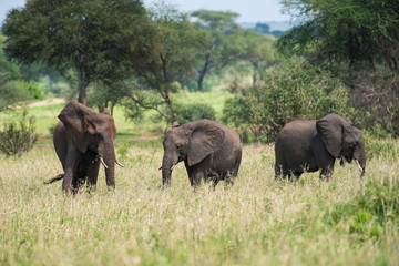 Fototapeta premium Group of elephants in grass in Tarangire park in Tanzania