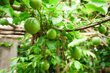 passion fruit on fresh green from the fruit is not cooked yet ready
