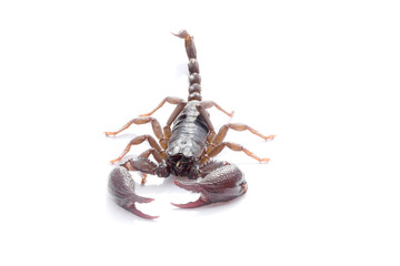 Scorpion on white background, scorpion with big pliers