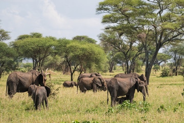 Obraz premium Herf of elephants in Tarangire reserve