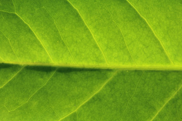 Obraz premium nervures dans une feuille de laurier