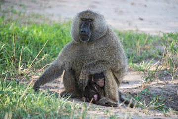 Olive baboon with baby