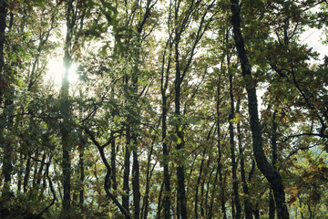 Detail of leafy and green oak forest. Daytime scene of an autumn day.