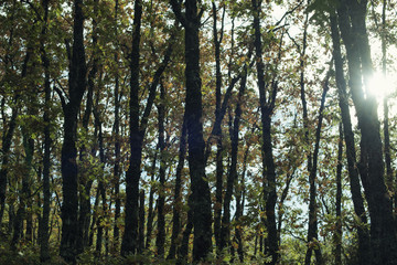 Detail of leafy and green oak forest. Daytime scene of an autumn day.