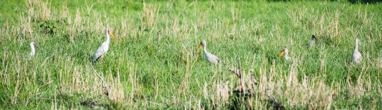 Painted storks and other rare birds in grass