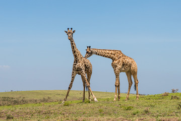 Giraffe couple romantic: one is kissing or itching other's back