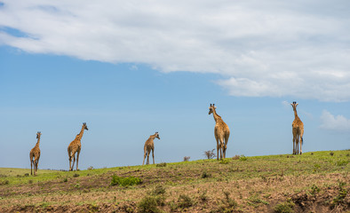 Naklejka premium Five giraffes going away on horizon