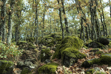 Fototapeta na wymiar Detail of leafy and green oak forest. Daytime scene of an autumn day.