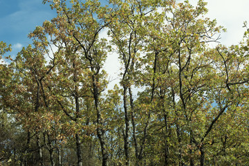 Detail of leafy and green oak forest. Daytime scene of an autumn day.