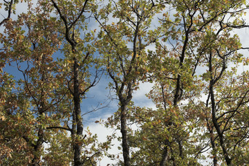 Fototapeta premium Detail of leafy and green oak forest. Daytime scene of an autumn day.