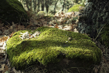 Detail of rock covered with very green moss in a forest. Daytime scene taken in autumn.