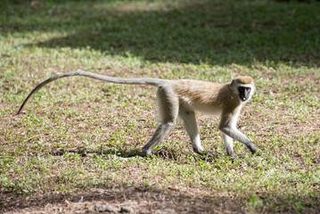 Vervet monkey with long tail