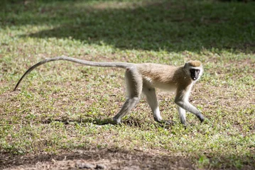 Rollo ohne bohren Affe Vervet monkey with long tail  © ilyaska