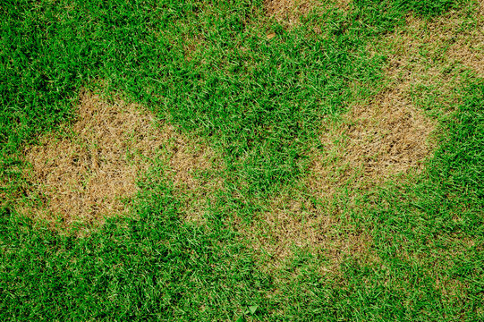 Fototapeta Grass texture. grass background. patchy grass, lawn in bad condition and need maintaining.