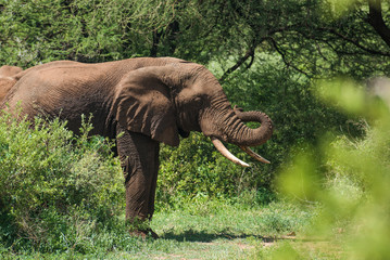 Elephant using proboscis for itching