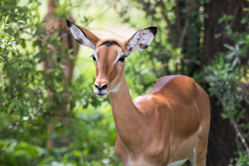 Beautiful female impala antelope shot in Lake Manyara NP