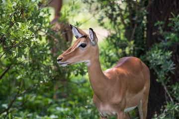 Beautiful female impala antelope closeup