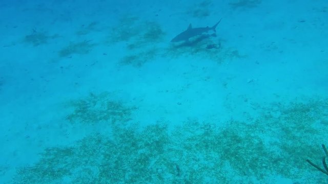 Blacktip reef shark passing in the distance. Camera handheld. Sound of Scuba diver.