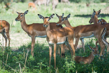 Herd of female impalas (antelope)