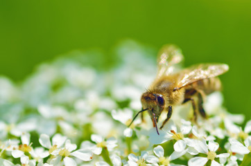 Bee collects pollen from a flower.