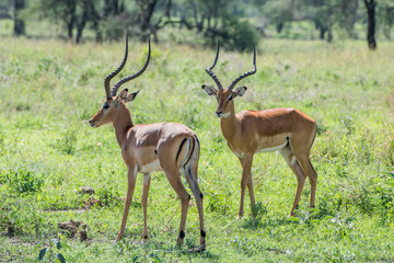 Naklejka na ściany i meble Pair of impala antelopes with beautiful horns