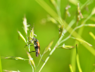 Beetle crawling on the stem.
